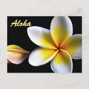 Aloha Hawaiian Frangipani Bloesems Plumerias Briefkaart