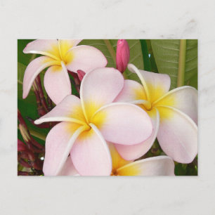 Aloha Hawaiian Frangipani Bloesems Plumerias Briefkaart