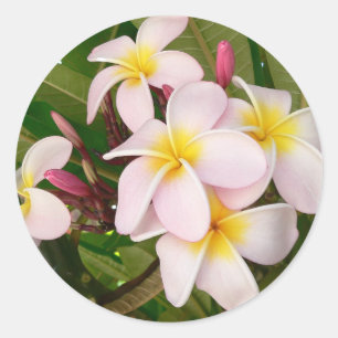 Aloha Hawaiian Frangipani Bloesems Plumerias Ronde Sticker