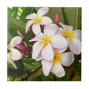 Aloha Hawaiian Frangipani Blossoms Vrijgezellenfee Tegeltje