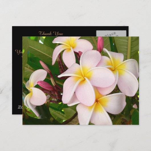 Aloha Hawaiian Frangipani Luau Bedankt Kaarten (Voorkant / Achterkant)