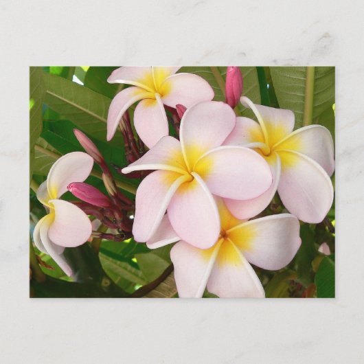 Aloha Hawaiian Frangipani Luau Bedankt Kaarten (Voorkant)
