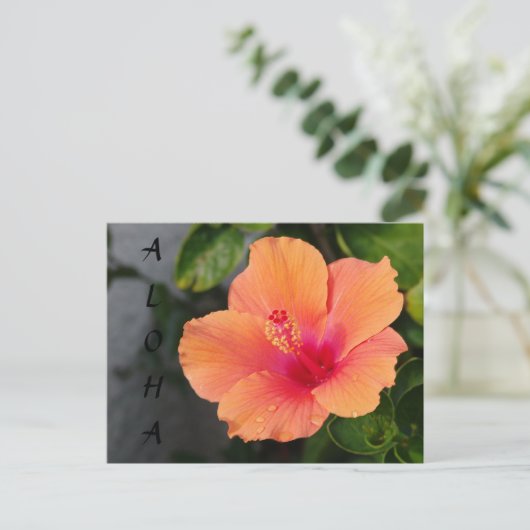 ALOHA Hibiscus Briefkaart (Staand voorkant)