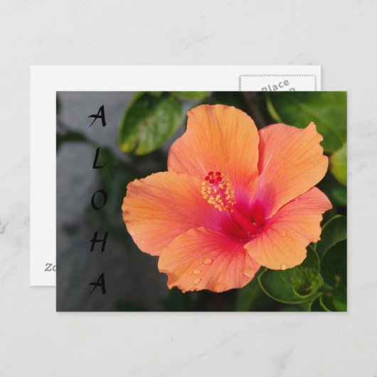 ALOHA Hibiscus Briefkaart (Voorkant / Achterkant)