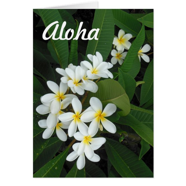 Aloha Plumeria (Voorkant)