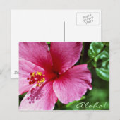 Aloha! Roze Hibiscus Briefkaart (Voorkant / Achterkant)