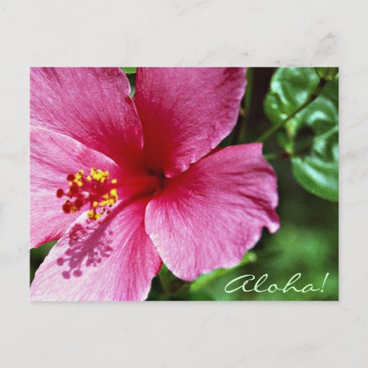 Aloha! Roze Hibiscus Briefkaart (Voorkant)