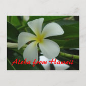 Aloha uit Hawaii Briefkaart (Voorkant)