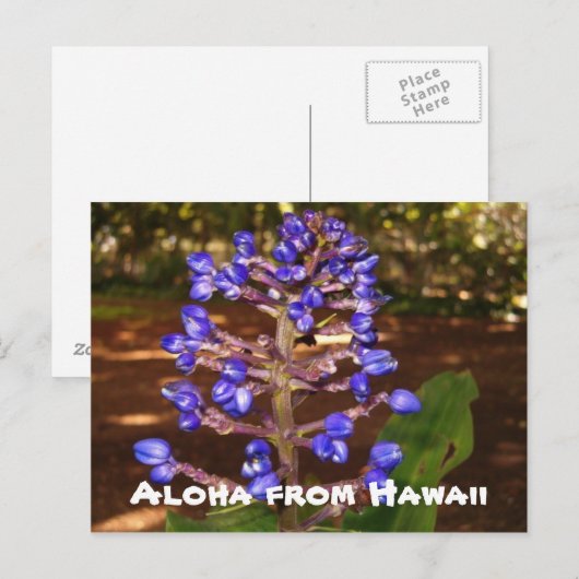 Aloha van Hawaï Briefkaart (Voorkant / Achterkant)