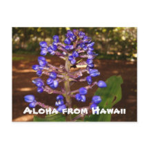 Aloha van Hawaï