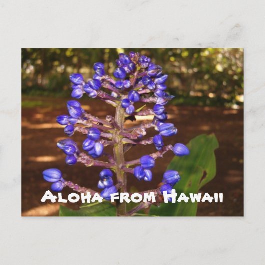 Aloha van Hawaï Briefkaart (Voorkant)