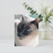 Aloof Siamese Cat Briefkaart (Staand voorkant)