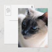 Aloof Siamese Cat Briefkaart (Voorkant / Achterkant)