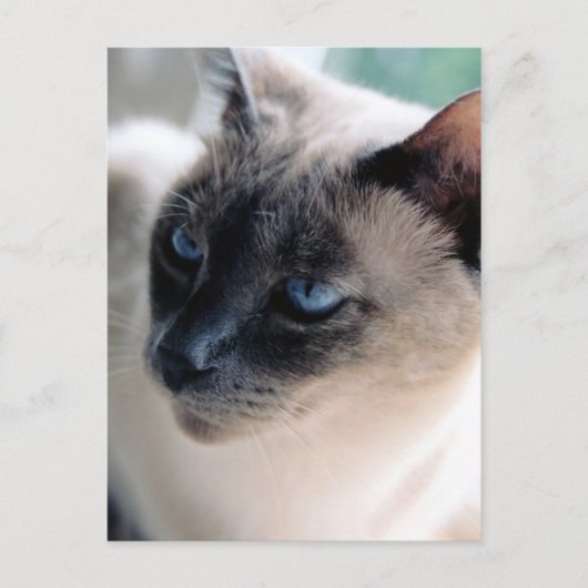 Aloof Siamese Cat Briefkaart (Voorkant)