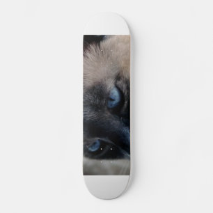 Aloof Siamese kat skateboard