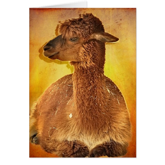 Alpaca (Voorkant)