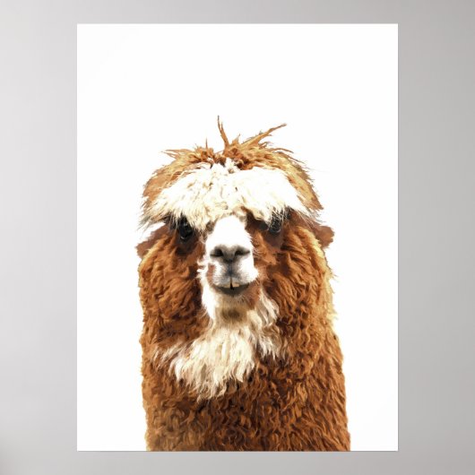 Alpaca Animal Portrait Poster (Voorkant)