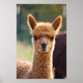 Alpaca Baby Poster (Voorkant)