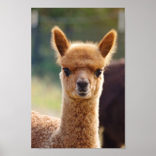 Alpaca Baby Poster (Voorkant)