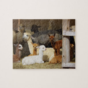 Alpaca Barn Photo Puzzle Legpuzzel