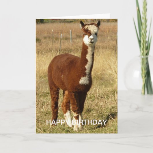Alpaca Birthday Kaart (Voorkant)