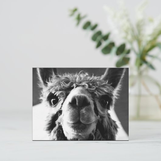 Alpaca Briefkaart (Staand voorkant)