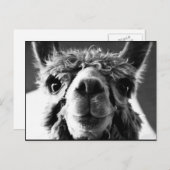 Alpaca Briefkaart (Voorkant / Achterkant)