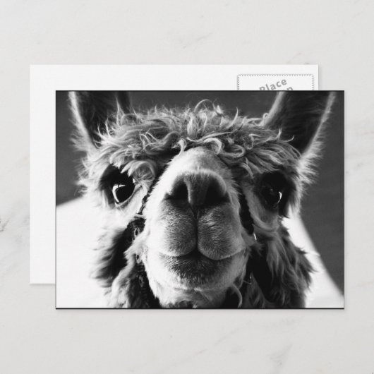 Alpaca Briefkaart (Voorkant / Achterkant)
