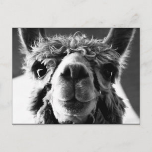 Alpaca Briefkaart