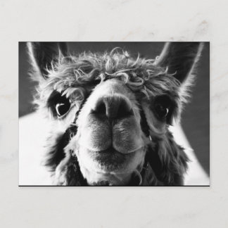 Alpaca Briefkaart