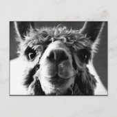Alpaca Briefkaart (Voorkant)