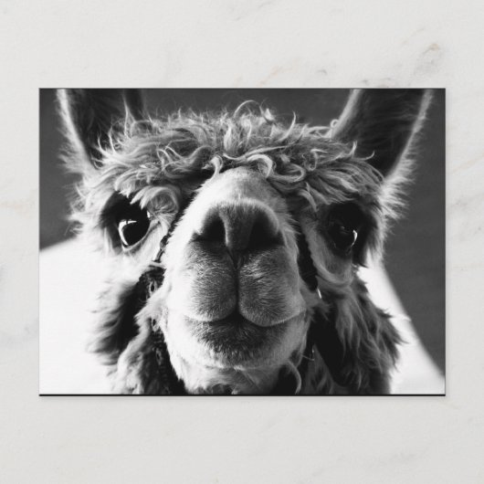 Alpaca Briefkaart (Voorkant)