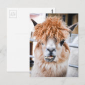 Alpaca Briefkaart (Voorkant / Achterkant)