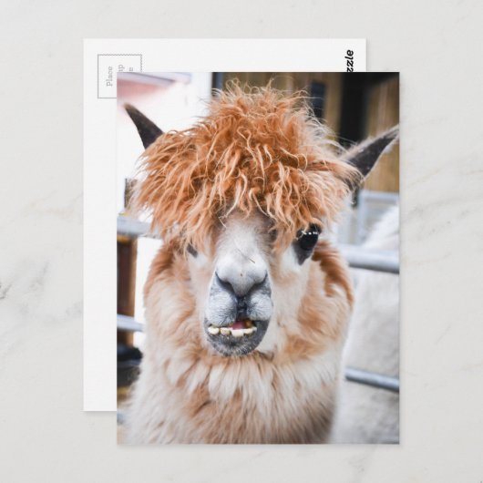 Alpaca Briefkaart (Voorkant / Achterkant)