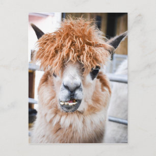 Alpaca Briefkaart