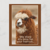 Alpaca briefkaart (Voorkant)