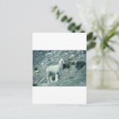 Alpaca Briefkaart (Staand voorkant)