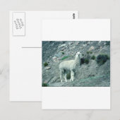 Alpaca Briefkaart (Voorkant / Achterkant)
