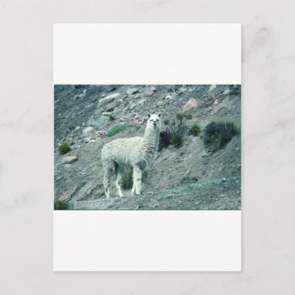 Alpaca Briefkaart