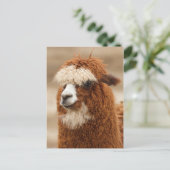Alpaca briefkaart (Staand voorkant)