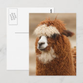 Alpaca briefkaart (Voorkant / Achterkant)