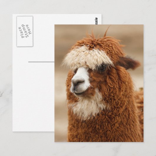 Alpaca briefkaart (Voorkant / Achterkant)