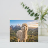 alpaca  briefkaart (Staand voorkant)