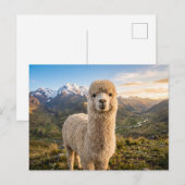 alpaca  briefkaart (Voorkant / Achterkant)