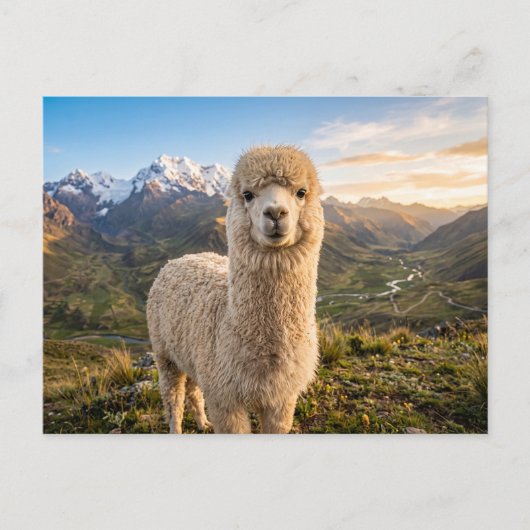 alpaca  briefkaart (Voorkant)
