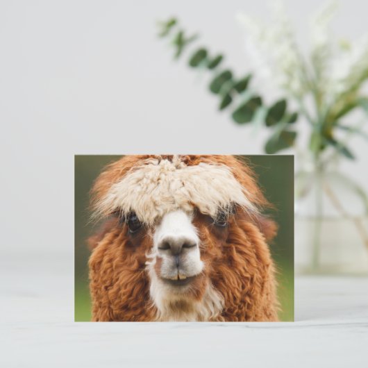 Alpaca Briefkaart (Staand voorkant)