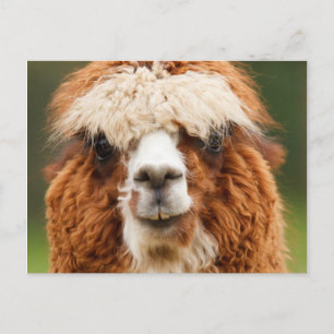 Alpaca Briefkaart