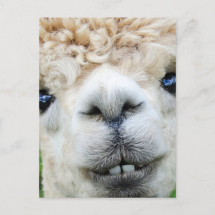ALPACA BRIEFKAART