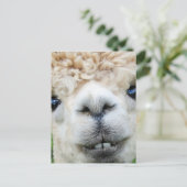 ALPACA BRIEFKAART (Staand voorkant)