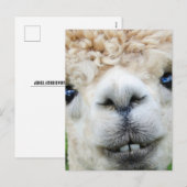 ALPACA BRIEFKAART (Voorkant / Achterkant)